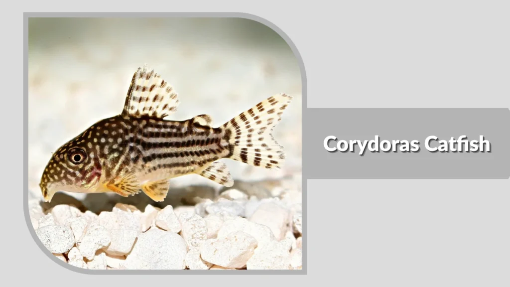 Corydoras Catfish