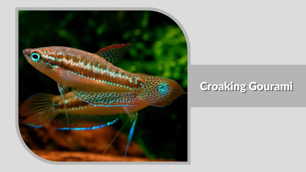  Croaking Gourami