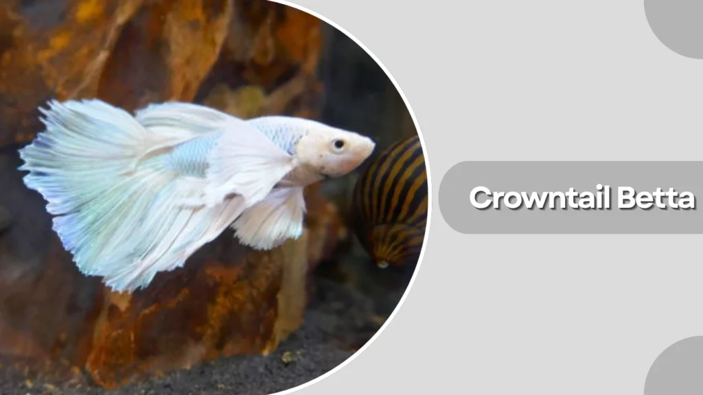 Crowntail Betta