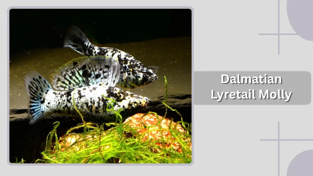 Dalmatian Lyretail Molly