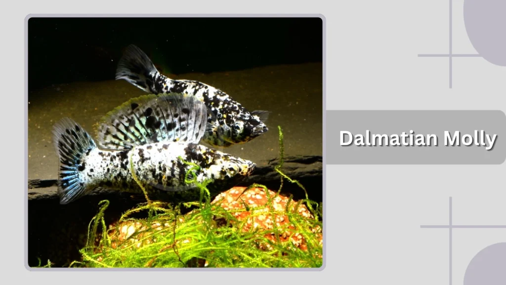 Dalmatian Molly