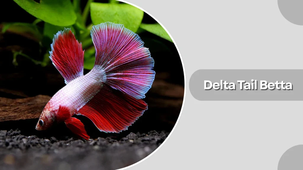 Delta Tail Betta