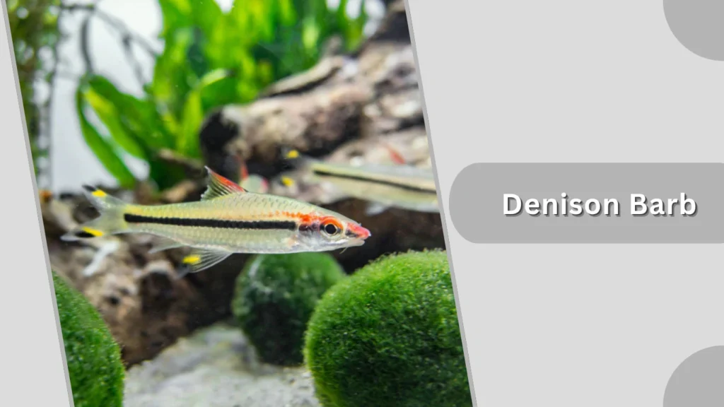 Denison Barb