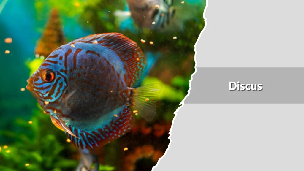Discus