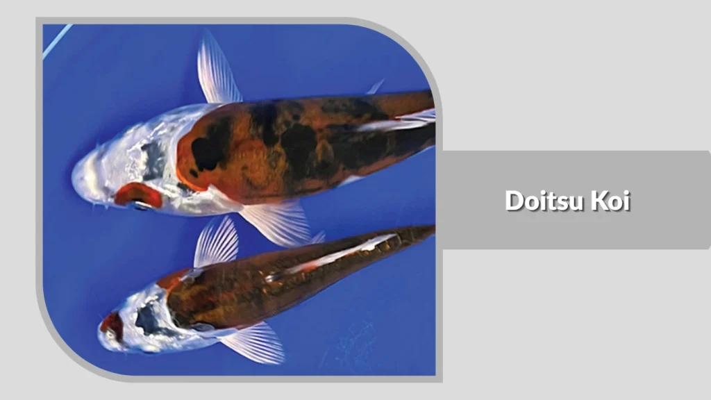 Doitsu Koi