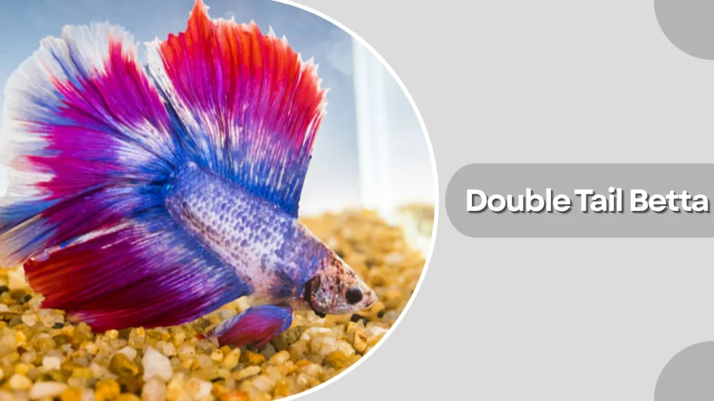 Double Tail Betta