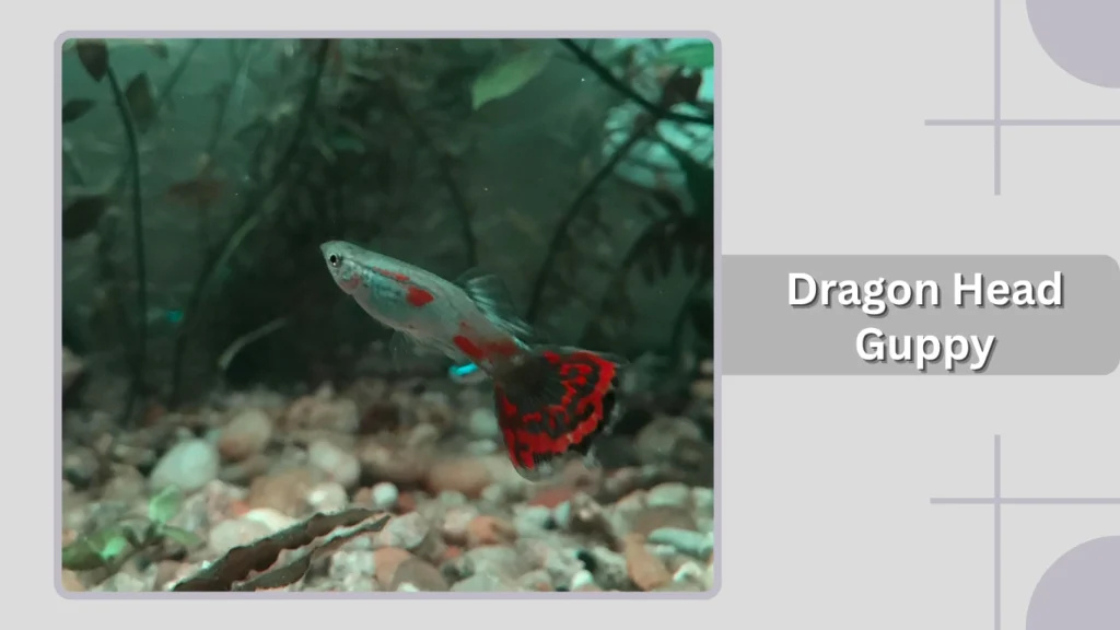 Dragon Head Guppy