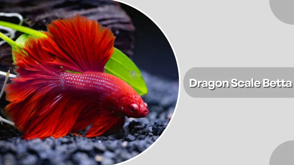 Dragon Scale Betta