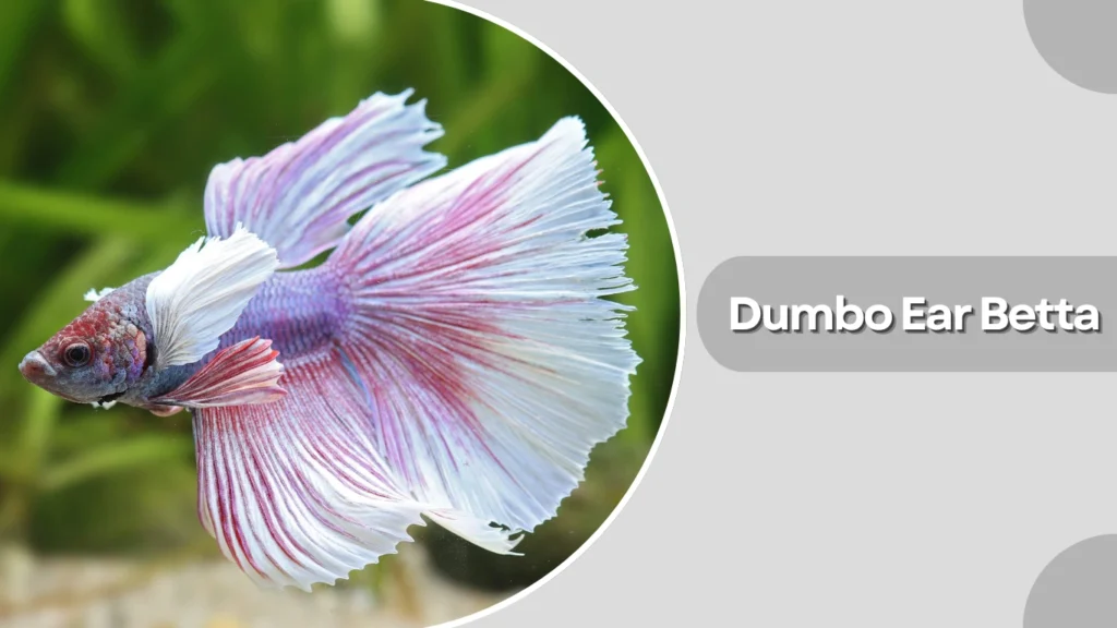 Dumbo Ear Betta