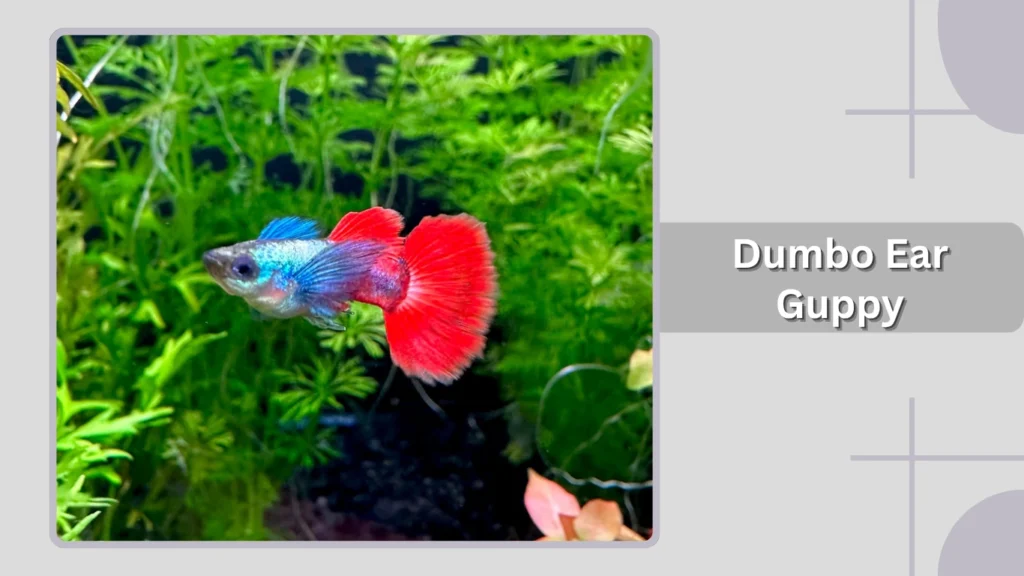 Dumbo Ear Guppy