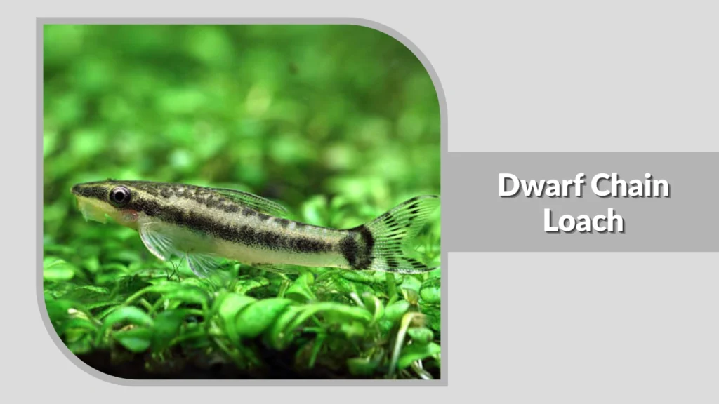 Horseface Loach