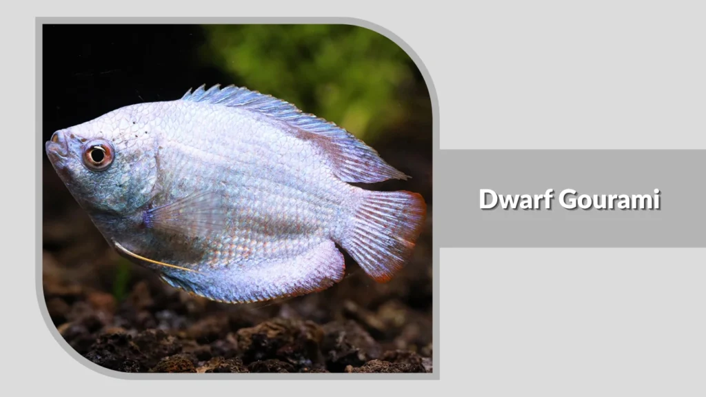 Dwarf Gourami