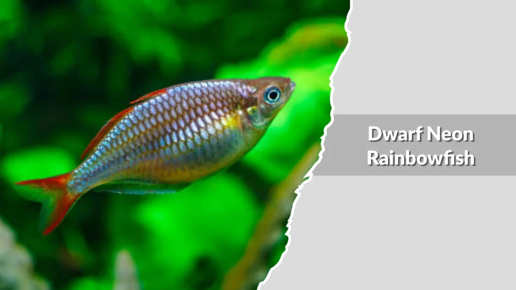 Dwarf Neon Rainbowfish