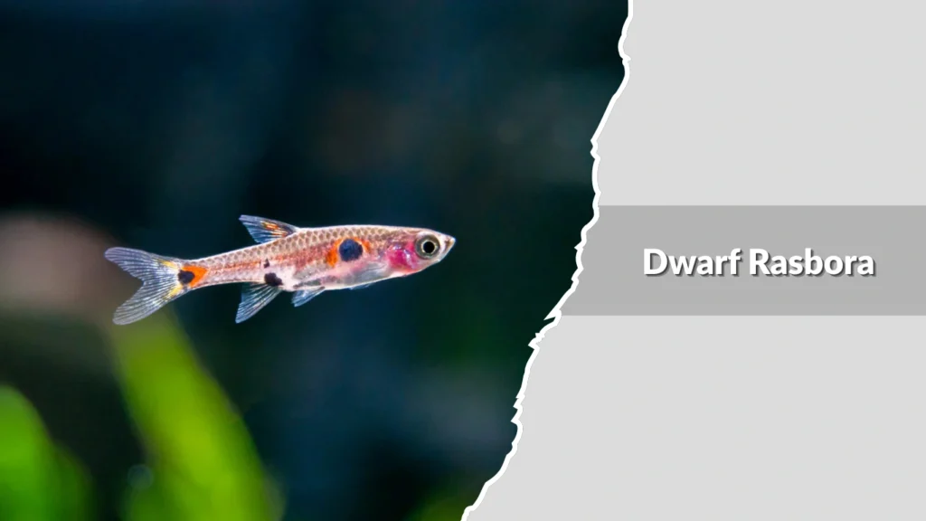 Dwarf Rasbora