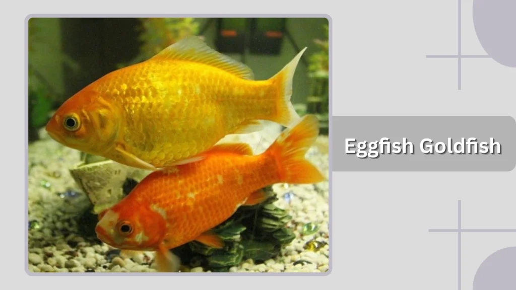 Eggfish Goldfish
