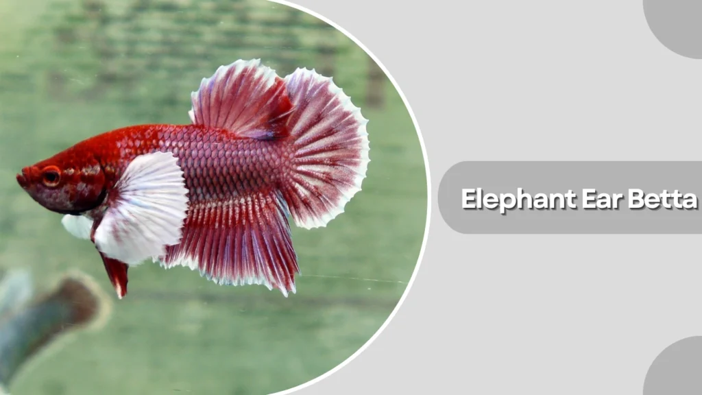 Elephant Ear Betta