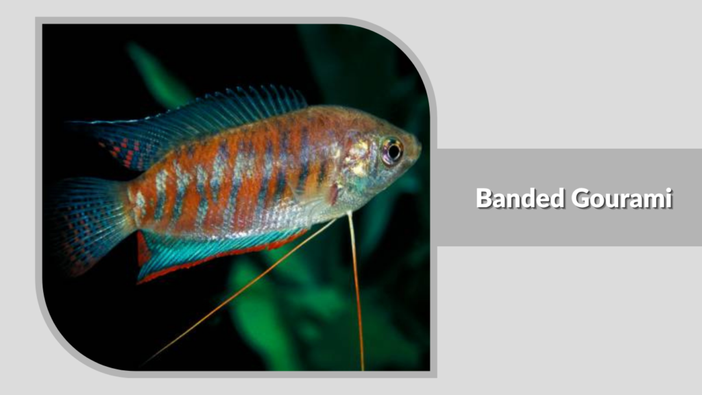  Banded Gourami