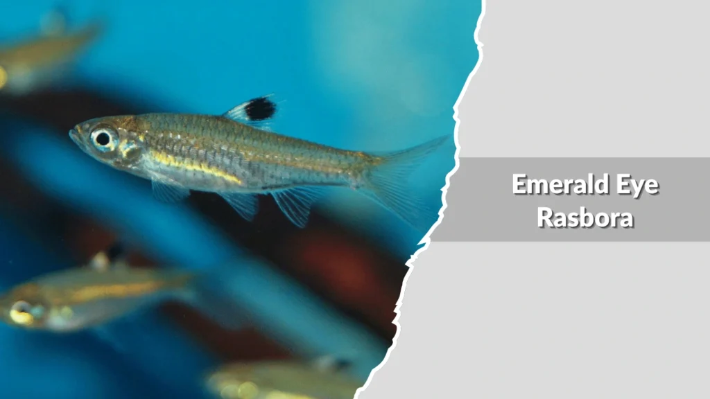 Emerald Eye Rasbora