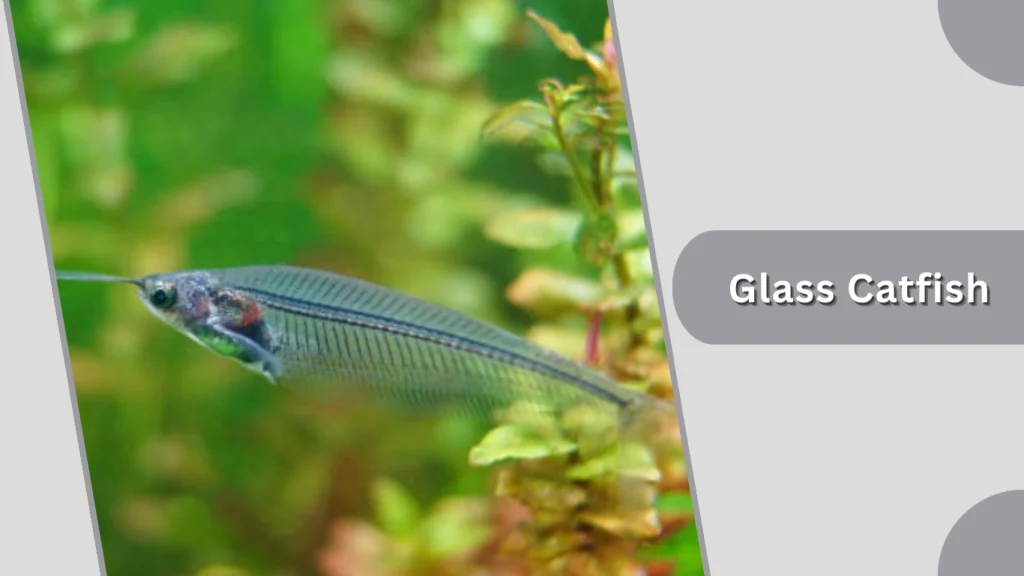 Glass Catfish