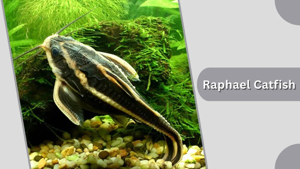 Raphael Catfish