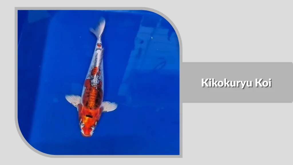 Kikokuryu Koi