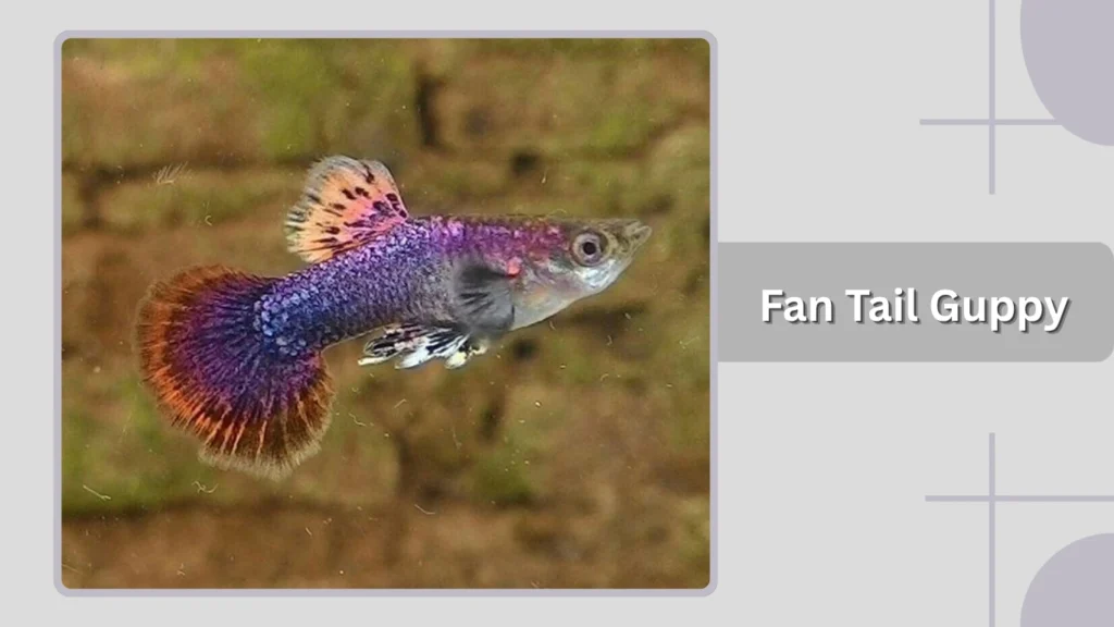 Fan Tail Guppy