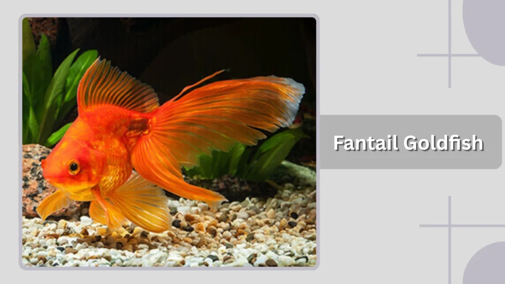 Fantail Goldfish