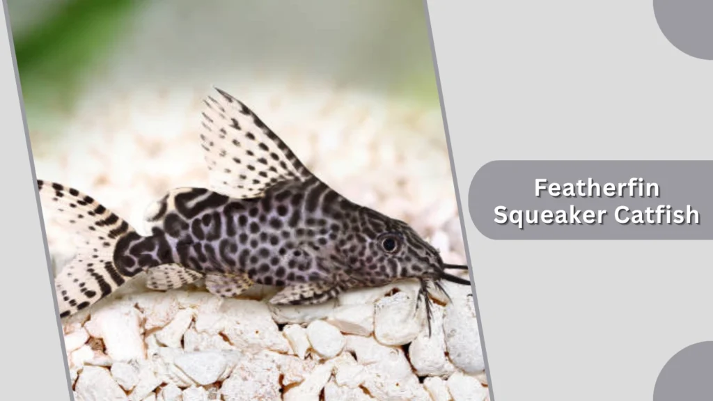 Featherfin Squeaker Catfish