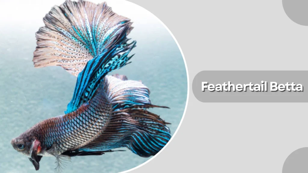 Feathertail Betta