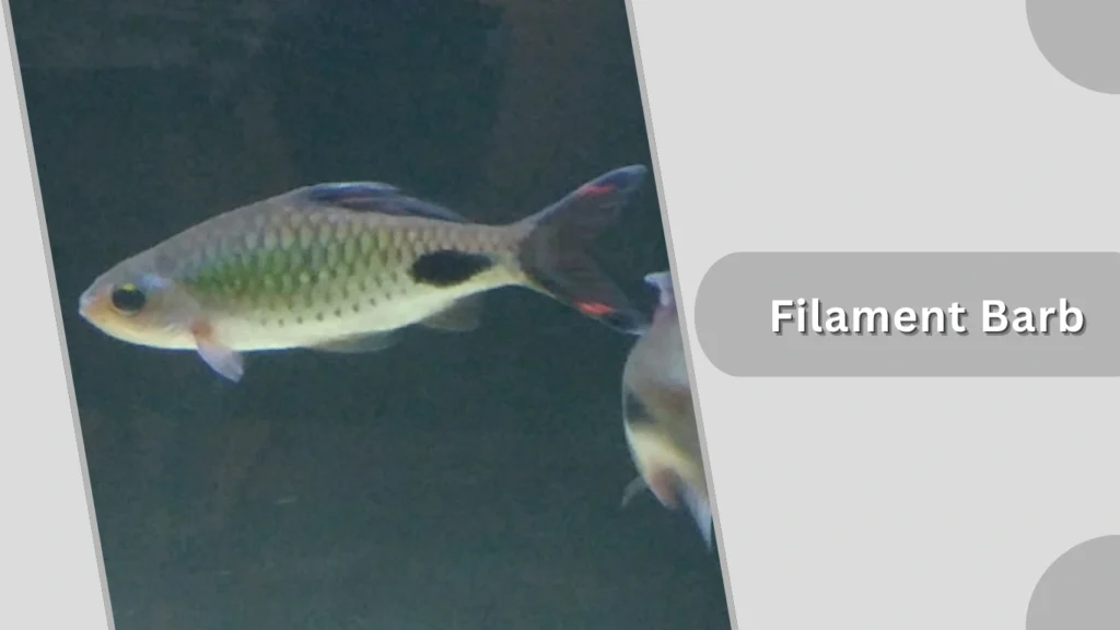 Filament Barb