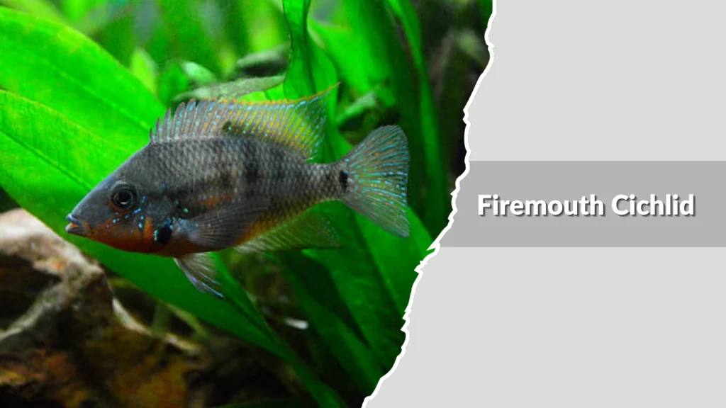 Firemouth Cichlid