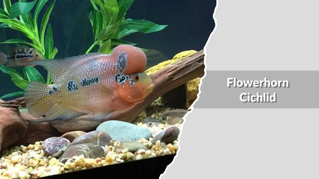 Flowerhorn Cichlid