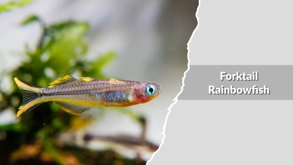 Forktail Rainbowfish