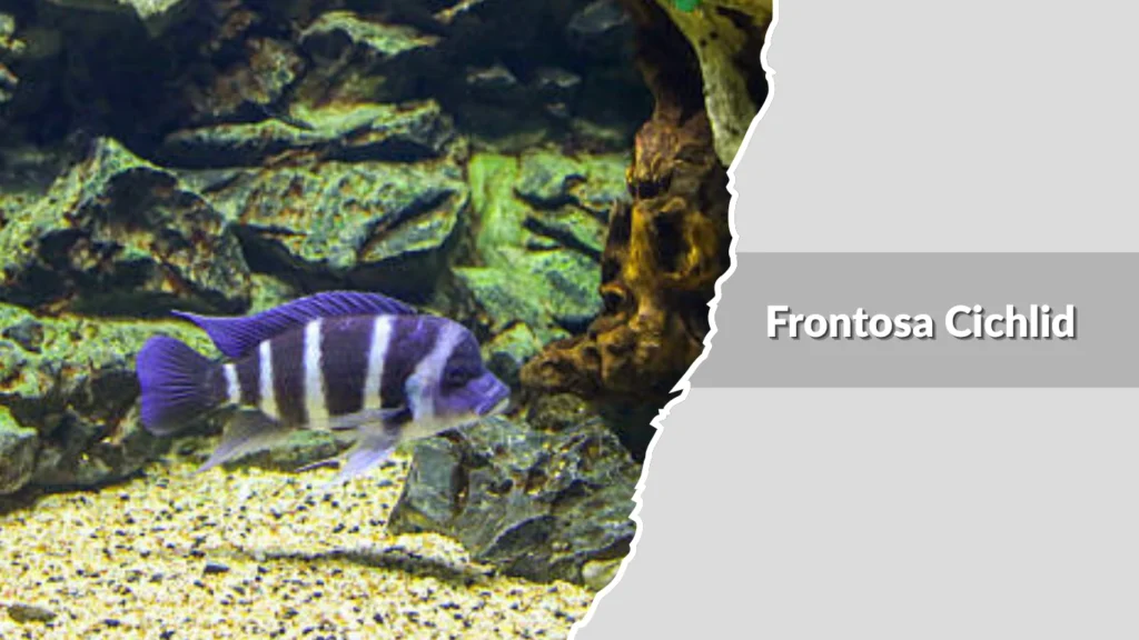 Frontosa Cichlid