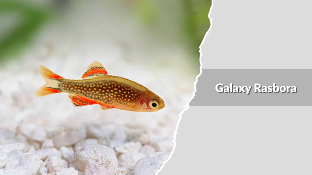 Galaxy Rasbora