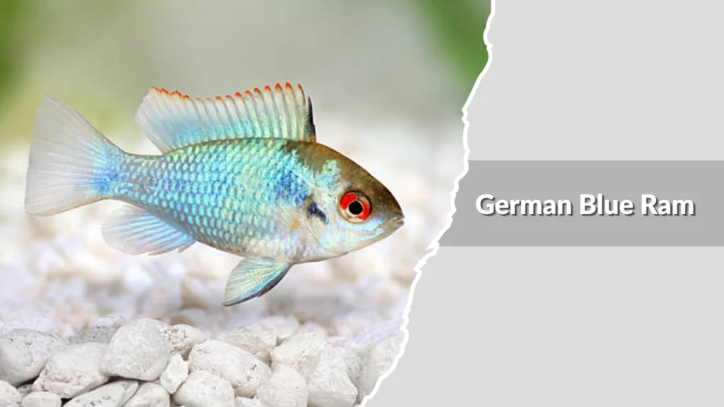 German Blue Ram