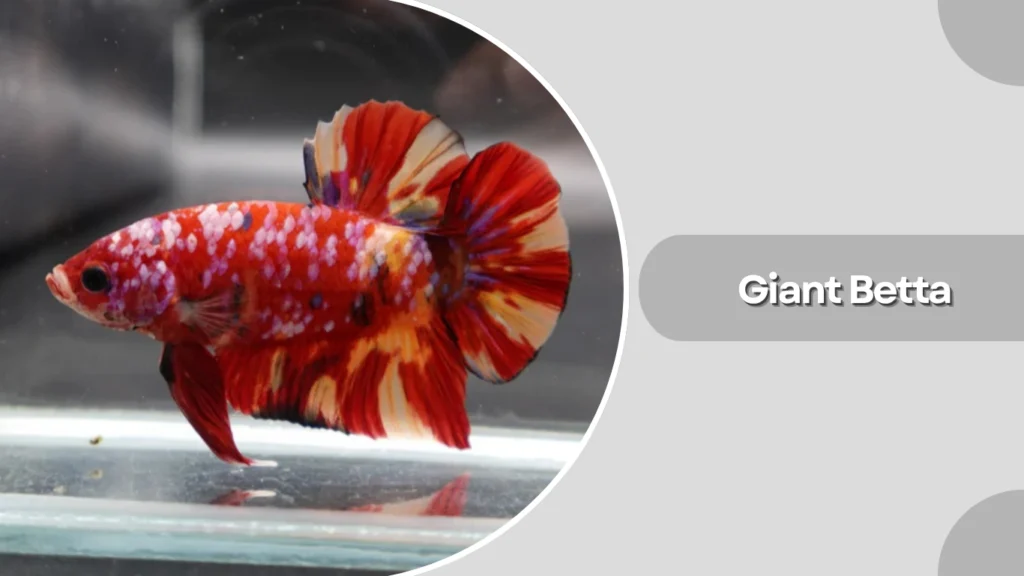 Giant Betta
