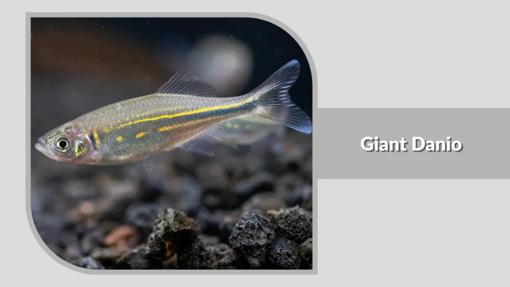 Giant Danio