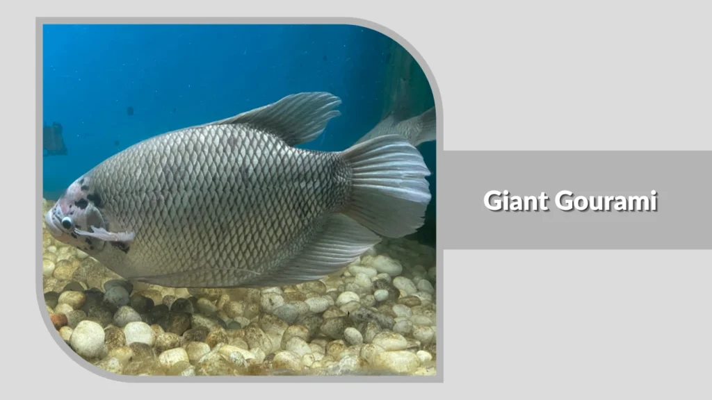Giant Gourami
