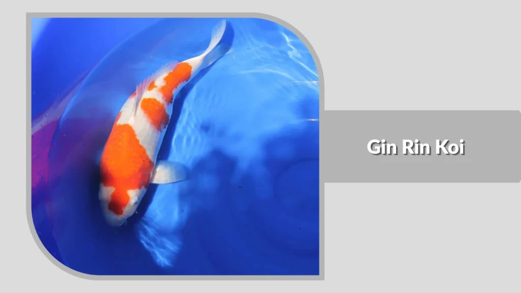 Gin Rin Koi