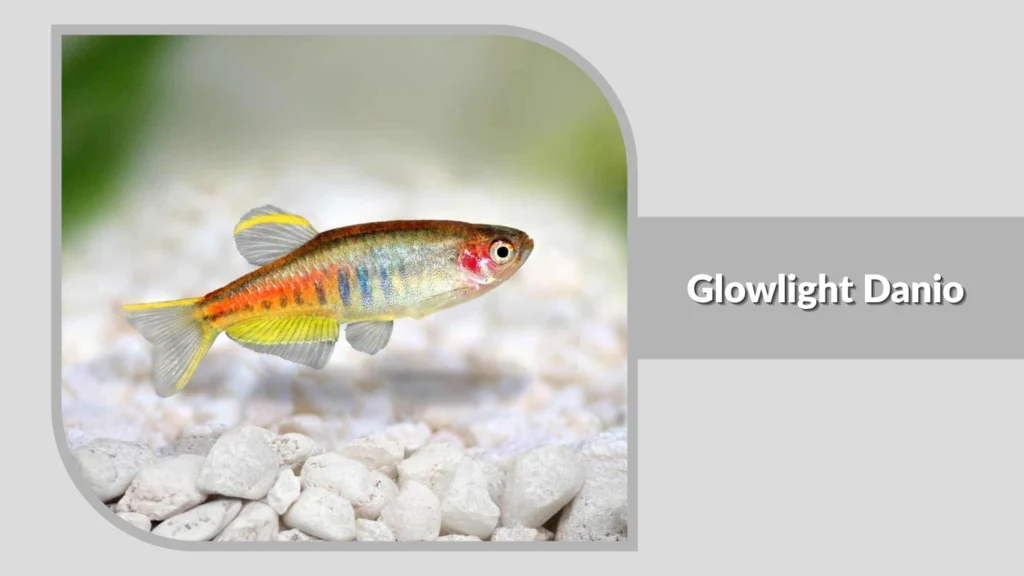 Glowlight Danio