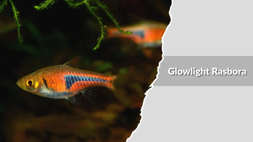 Glowlight Rasbora