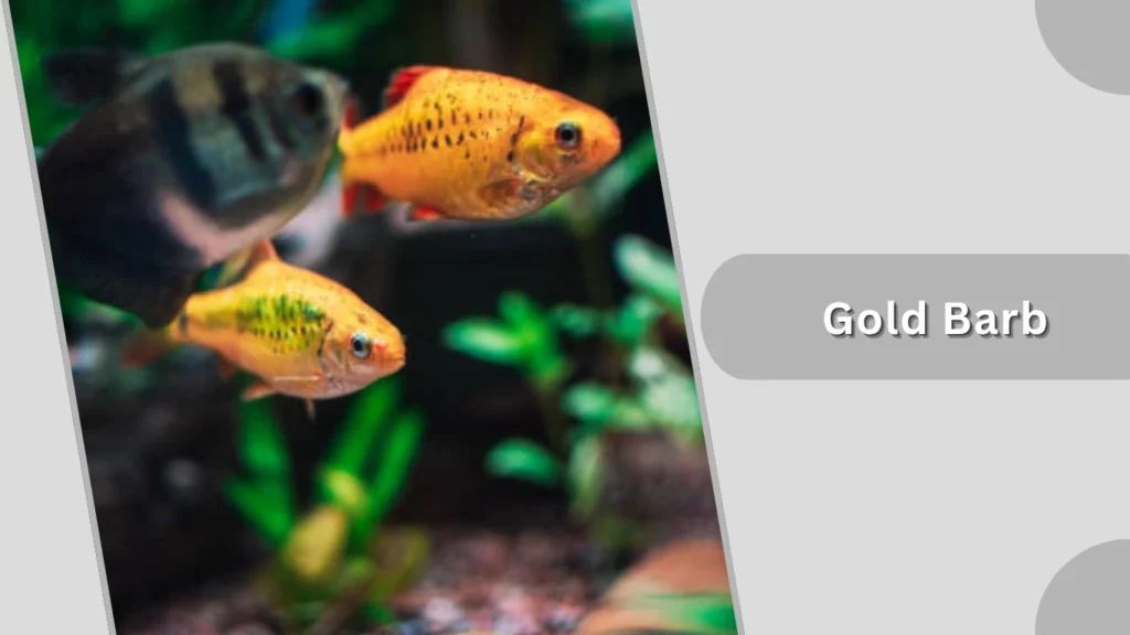 Gold Barb