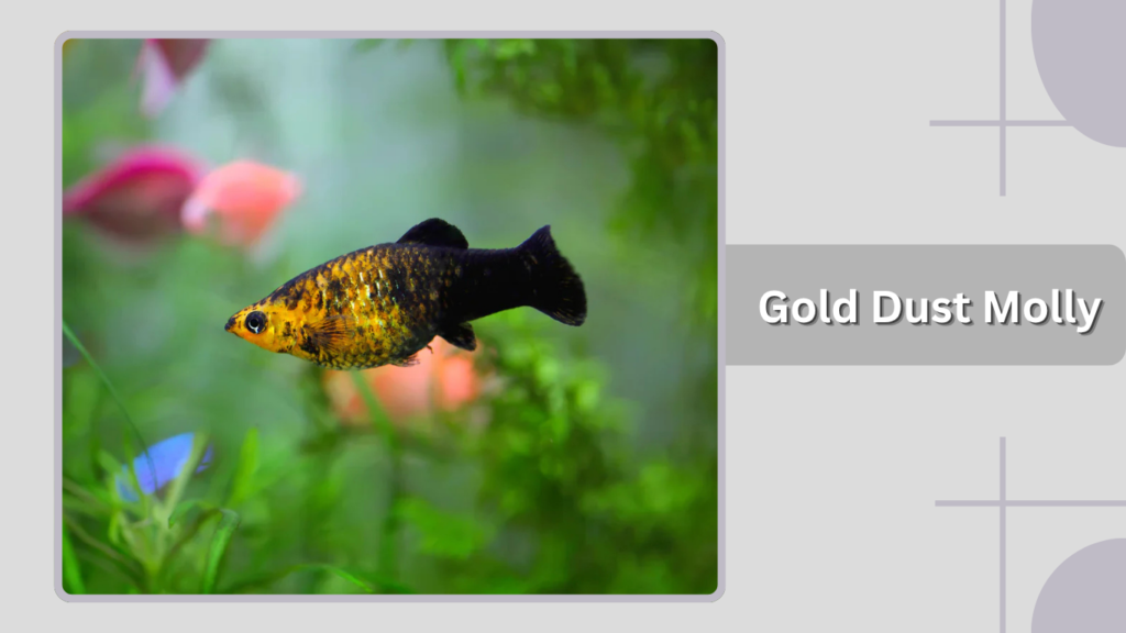 Gold Dust Molly