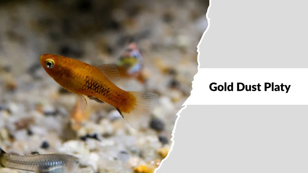 Gold Dust Platy