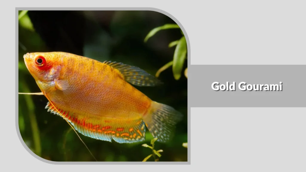 Gold Gourami