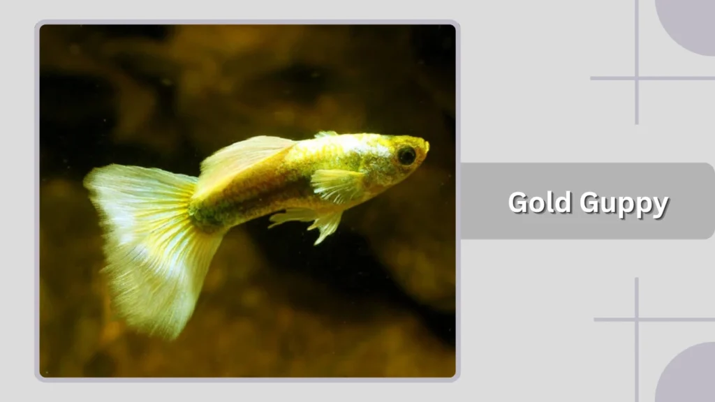 Gold Guppy