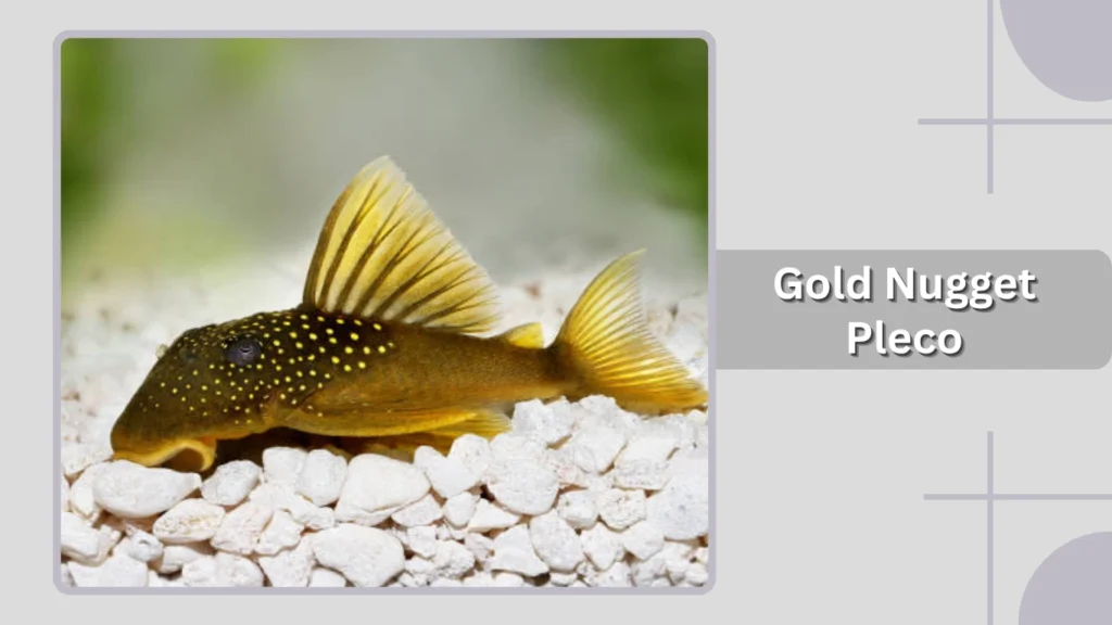 Gold Nugget Pleco