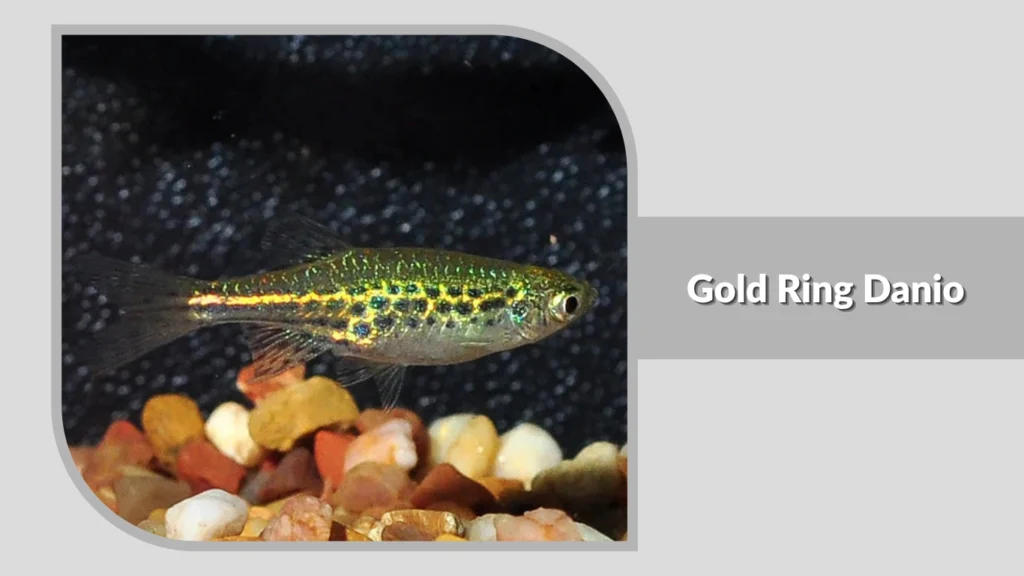 Gold Ring Danio