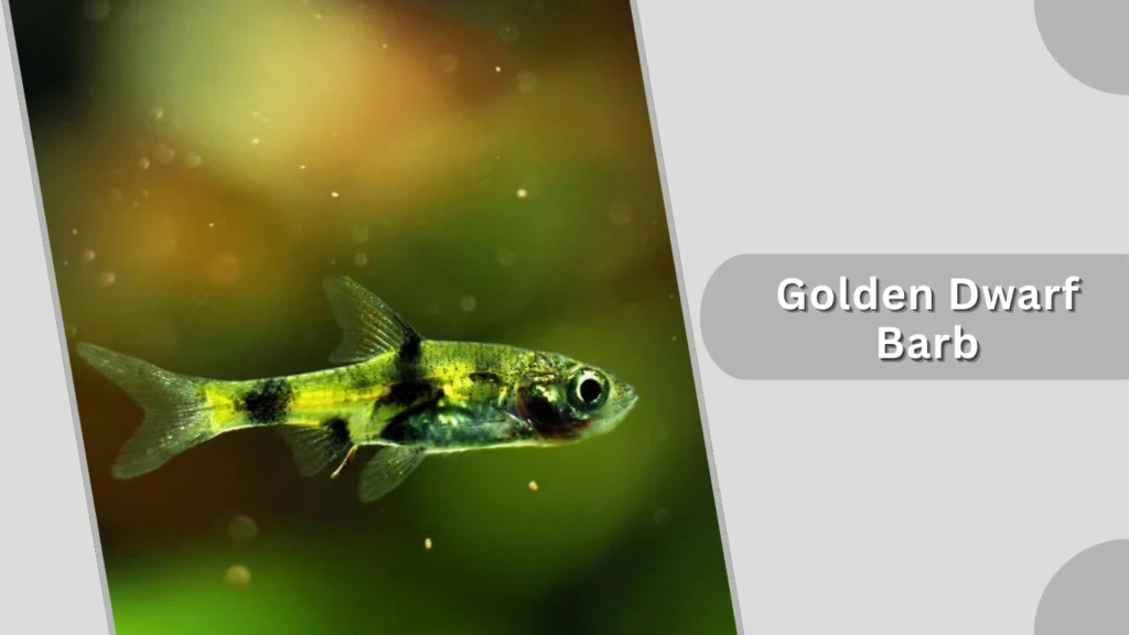 Golden Dwarf Barb